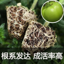 大绿番茄苗，无限生长型，早中熟，果型硬度好。