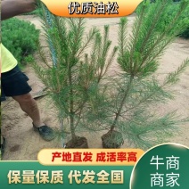 油松！规格齐全！产地直发！货源充足！保质保量！
