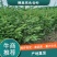 [牛]云杉规格齐全产地直发货源充足保质保量！！