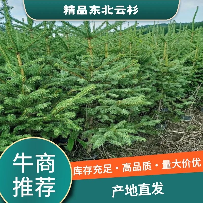 [牛]云杉规格齐全产地直发货源充足保质保量！！