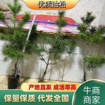 油松！油松！规格齐全货源充足保质保量欢迎致电沟通