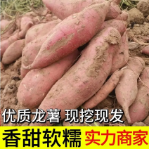 【红薯】湖北龙薯九号大量上市产地直发对接全国市场