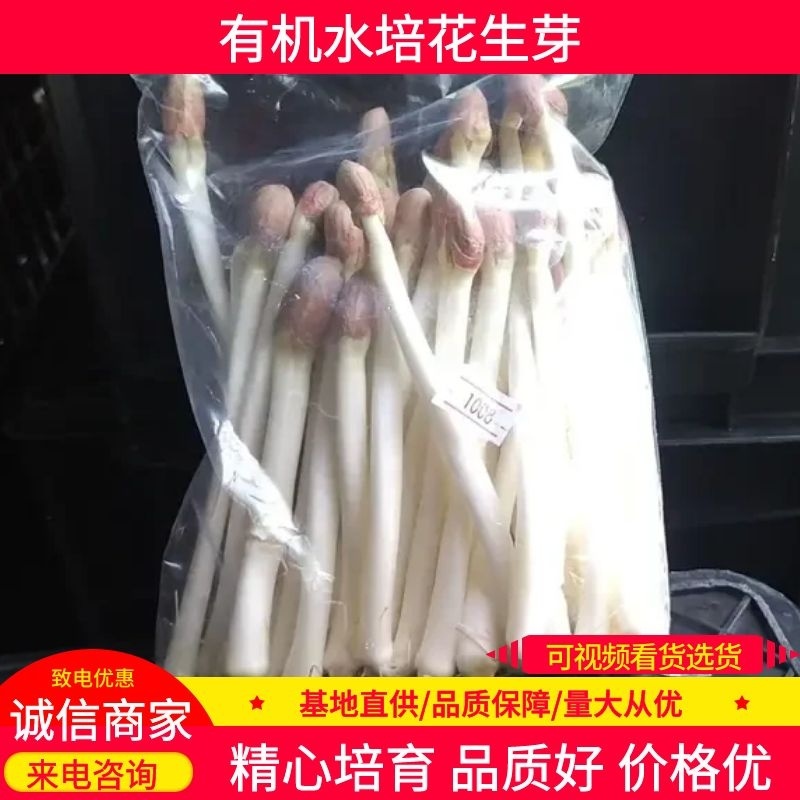 重庆巴南区有机水培花生芽产地直发质量保障欢迎订购