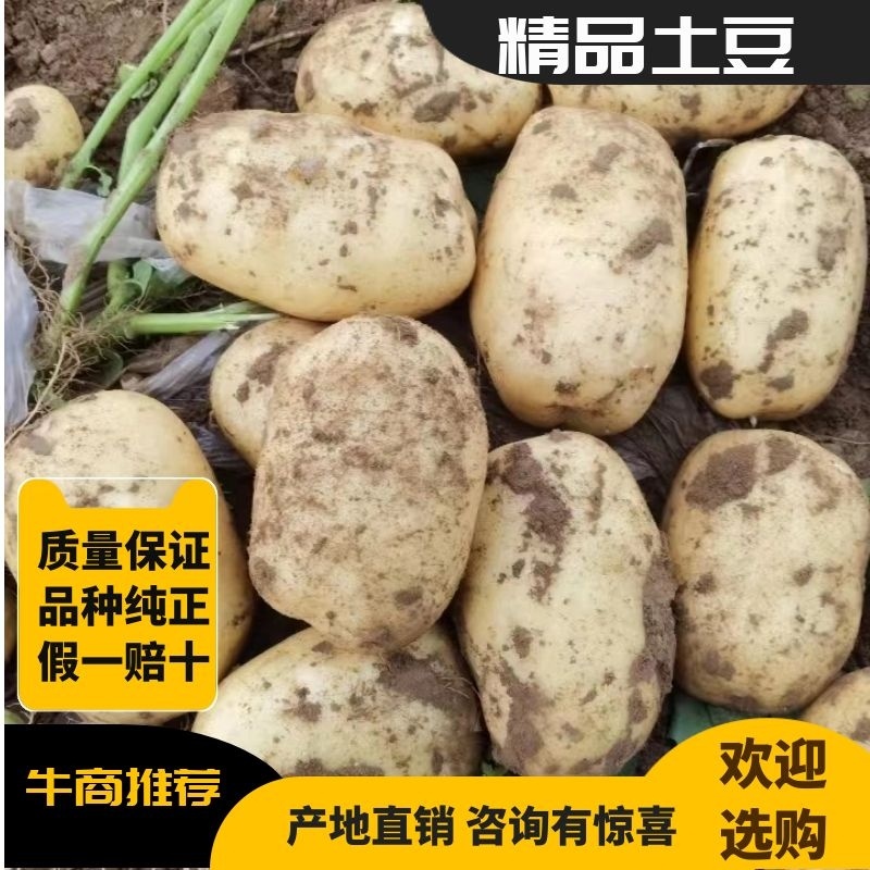 精品【沃土5号】v7土豆希森土豆产地直供视频看货