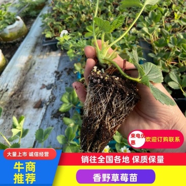 【技术指导】隋株草莓苗，草莓基质苗，穴盘苗繁育，存活率高