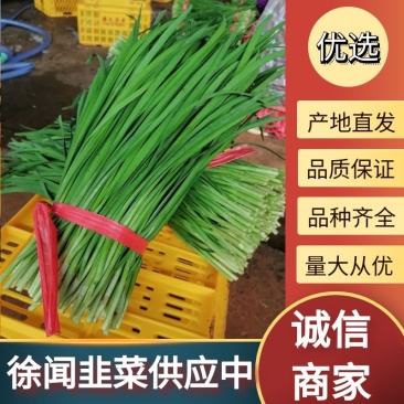 【基地直发】徐闻新鲜沙土韭菜叶大跟粗全国发货欢迎考察