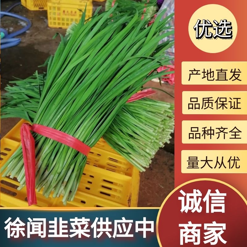 【基地直发】徐闻新鲜沙土韭菜叶大跟粗全国发货欢迎考察