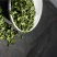 【热卖推荐】精品辣木叶包邮正宗保质保量对接商超市场欢迎联系