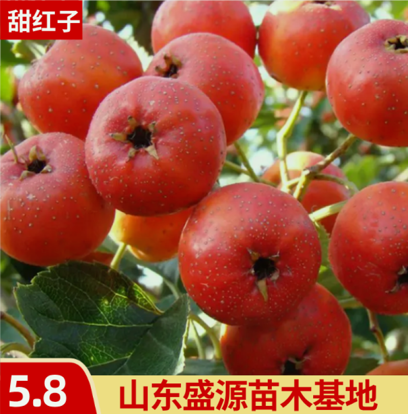 山楂树苗甜红子山楂苗现挖现发合同发货