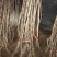 山楂树苗甜红子山楂苗现挖现发合同发货