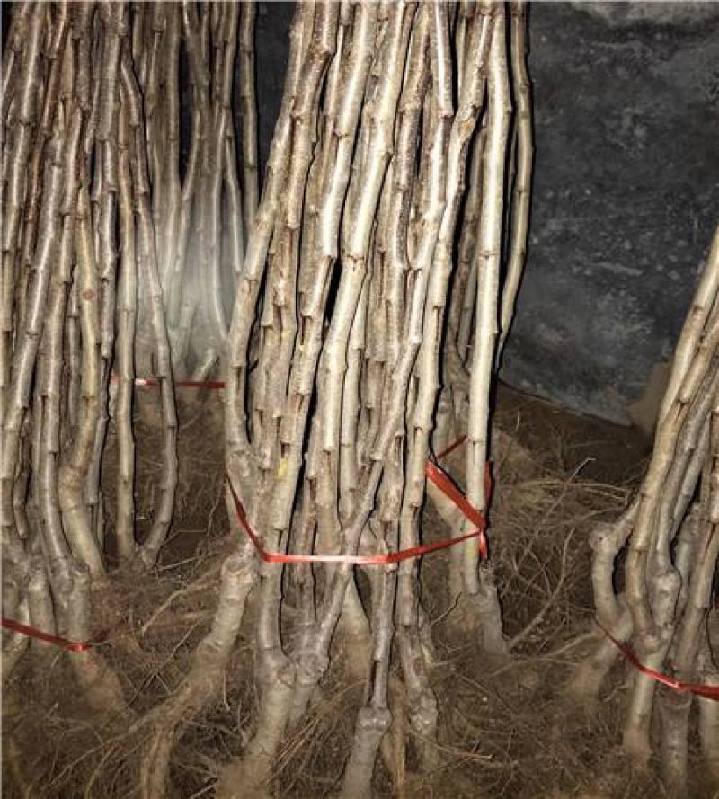 山楂树苗甜红子山楂苗现挖现发合同发货