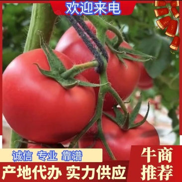 S硬粉西红柿大量供应货源充足欢迎来电咨询