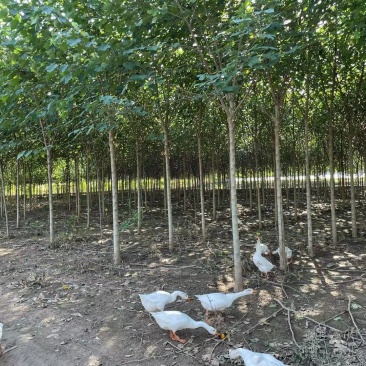 构树基地直供各种规格齐全可视频看货实地考察价格来电详谈