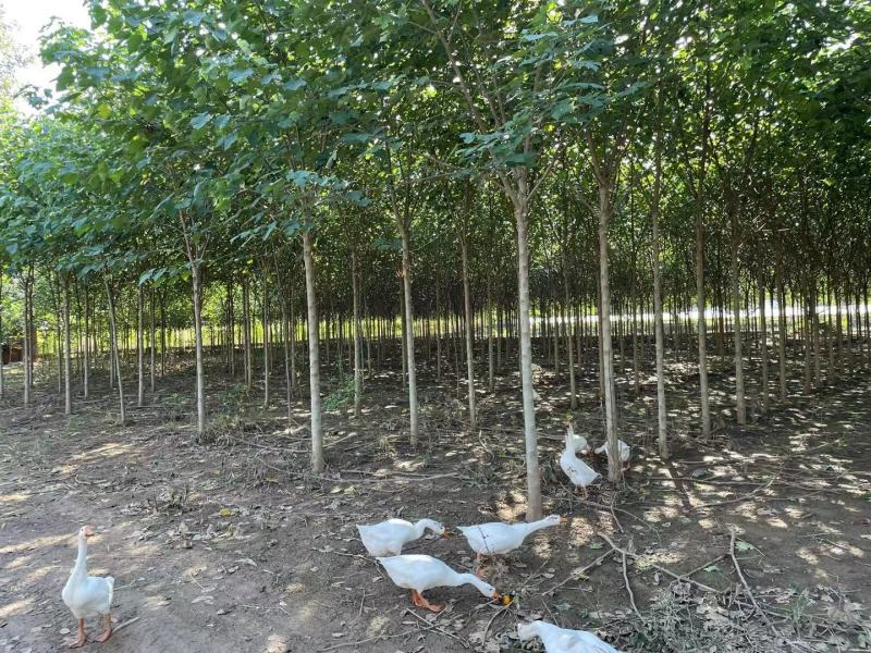 构树基地直供各种规格齐全可视频看货实地考察价格来电详谈