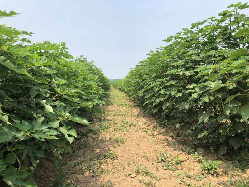 构树基地直供各种规格齐全可视频看货实地考察价格来电详谈
