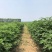构树基地直供各种规格齐全可视频看货实地考察价格来电详谈