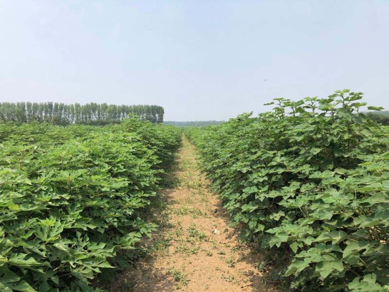 构树基地直供各种规格齐全可视频看货实地考察价格来电详谈
