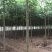 构树基地直供各种规格齐全可视频看货实地考察价格来电详谈