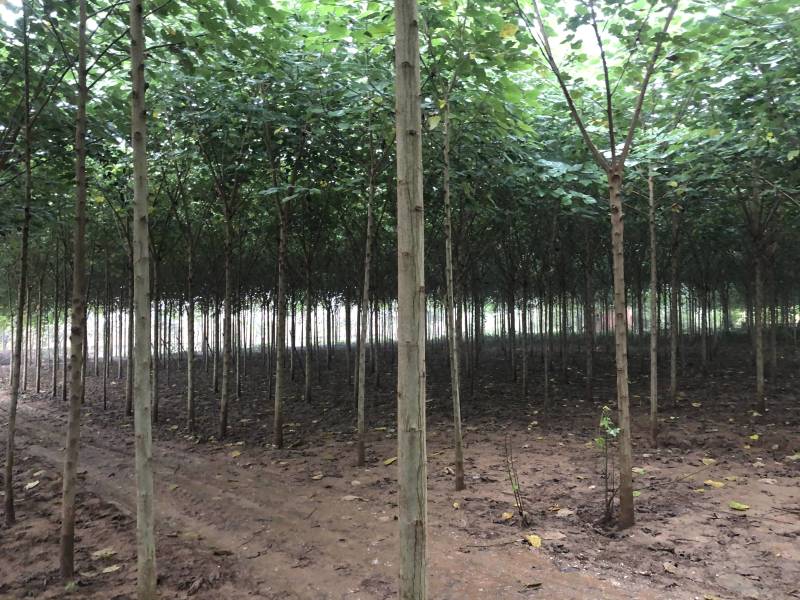 构树基地直供各种规格齐全可视频看货实地考察价格来电详谈