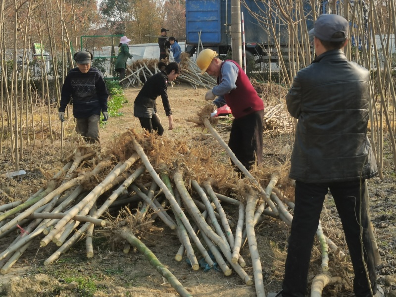 构树基地直供各种规格齐全可视频看货实地考察价格来电详谈