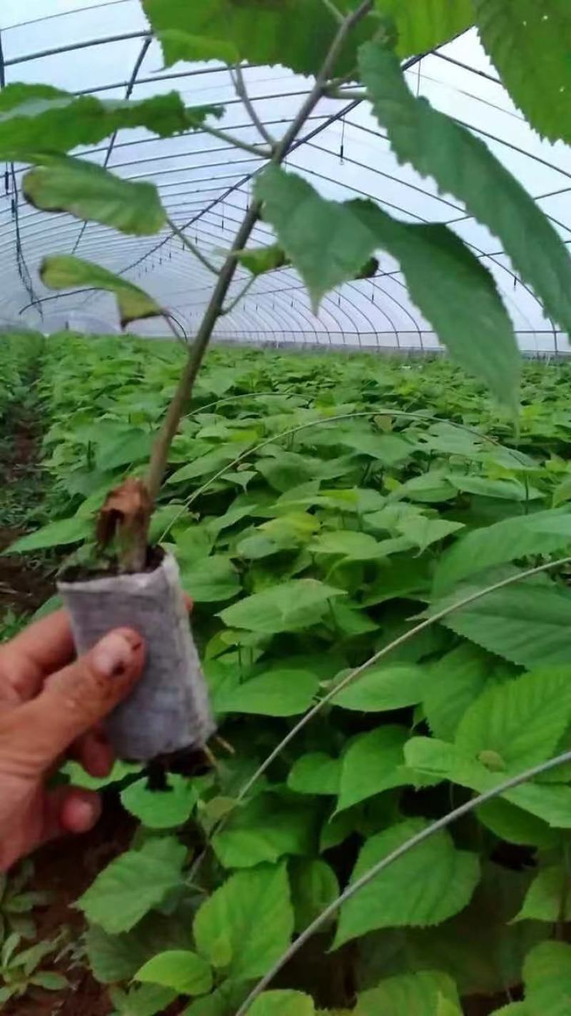 构树基地直供各种规格齐全可视频看货实地考察价格来电详谈