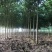 构树基地直供各种规格齐全可视频看货实地考察价格来电详谈