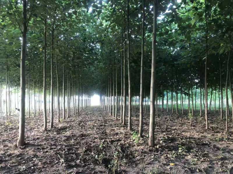 构树基地直供各种规格齐全可视频看货实地考察价格来电详谈