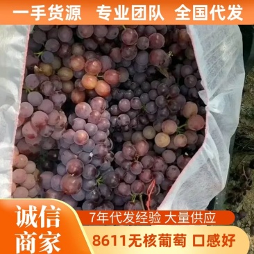 葡萄河北8611无核葡萄大棚无核葡萄海量货源产地直供