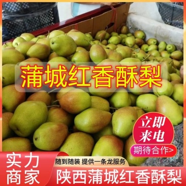 【精选】红香酥梨陕西酥梨现货供应现摘现发全国发货