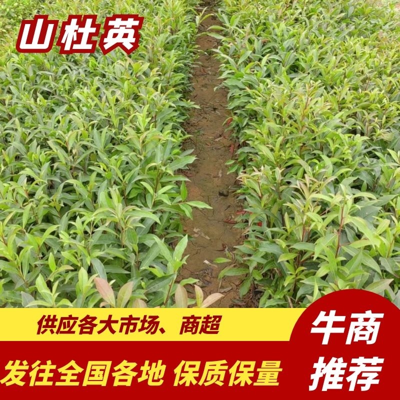 山杜英50～80高杯苗大量供应保质保量对接全国客商欢迎咨