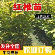 红椎造林苗木广东增城苗圃直接供应量大从优可视频产地看货