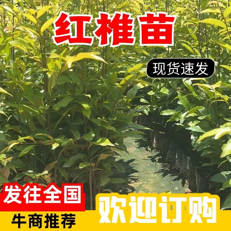 红椎造林苗木广东增城苗圃直接供应量大从优可视频产地看货