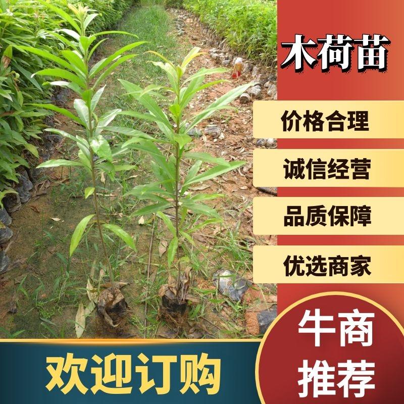 广东营养杯苗木荷木荷50～80高基地供应各种造林品种