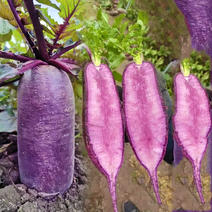 紫皮萝卜种子津道1号杂交紫肉紫美人水果萝卜种子