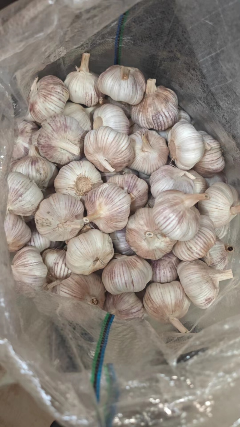 【实力推荐】金乡大蒜紫皮蒜厂家直发可按需加工包装欢迎咨询