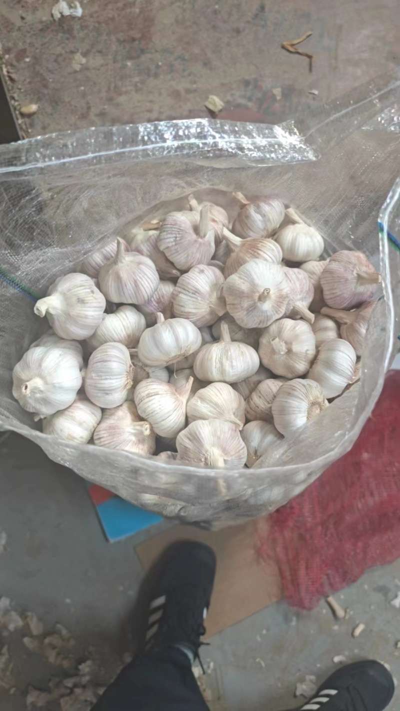 【实力推荐】金乡大蒜紫皮蒜厂家直发可按需加工包装欢迎咨询