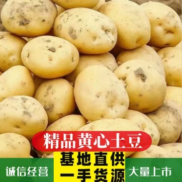 【黄心土豆】陕西黄心土豆大量供应产地直发视频看货