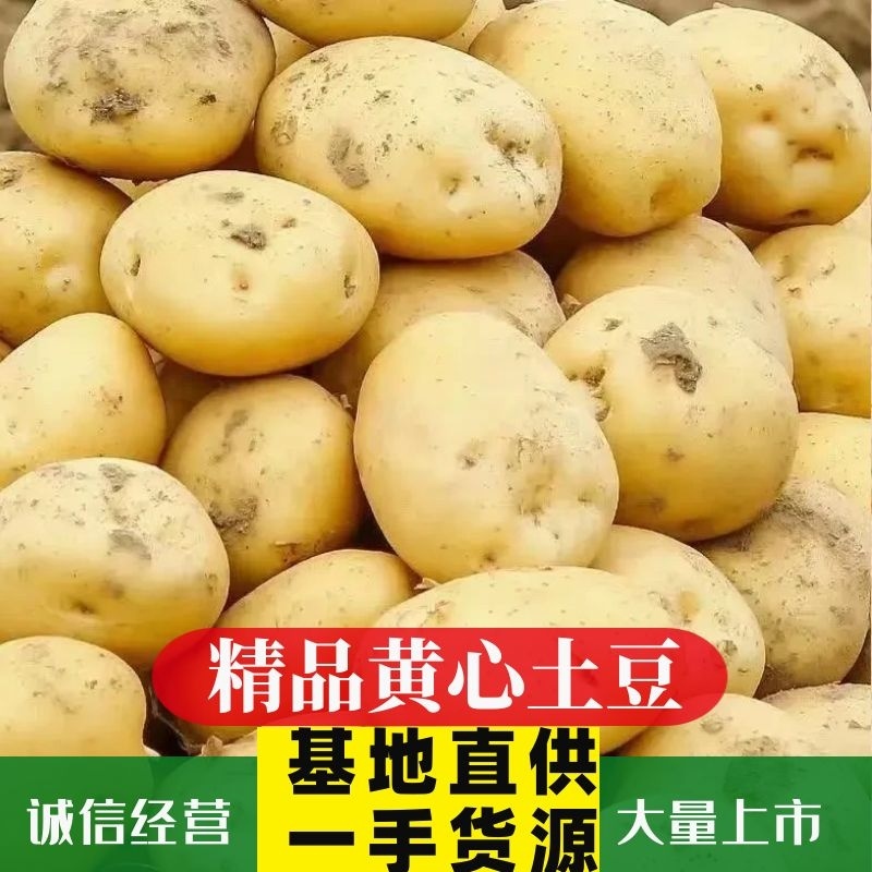 【黄心土豆】陕西黄心土豆大量供应产地直发视频看货