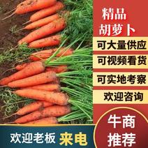 【精品】陕北胡萝卜三红胡大量供应产地直发一手货源视频看货