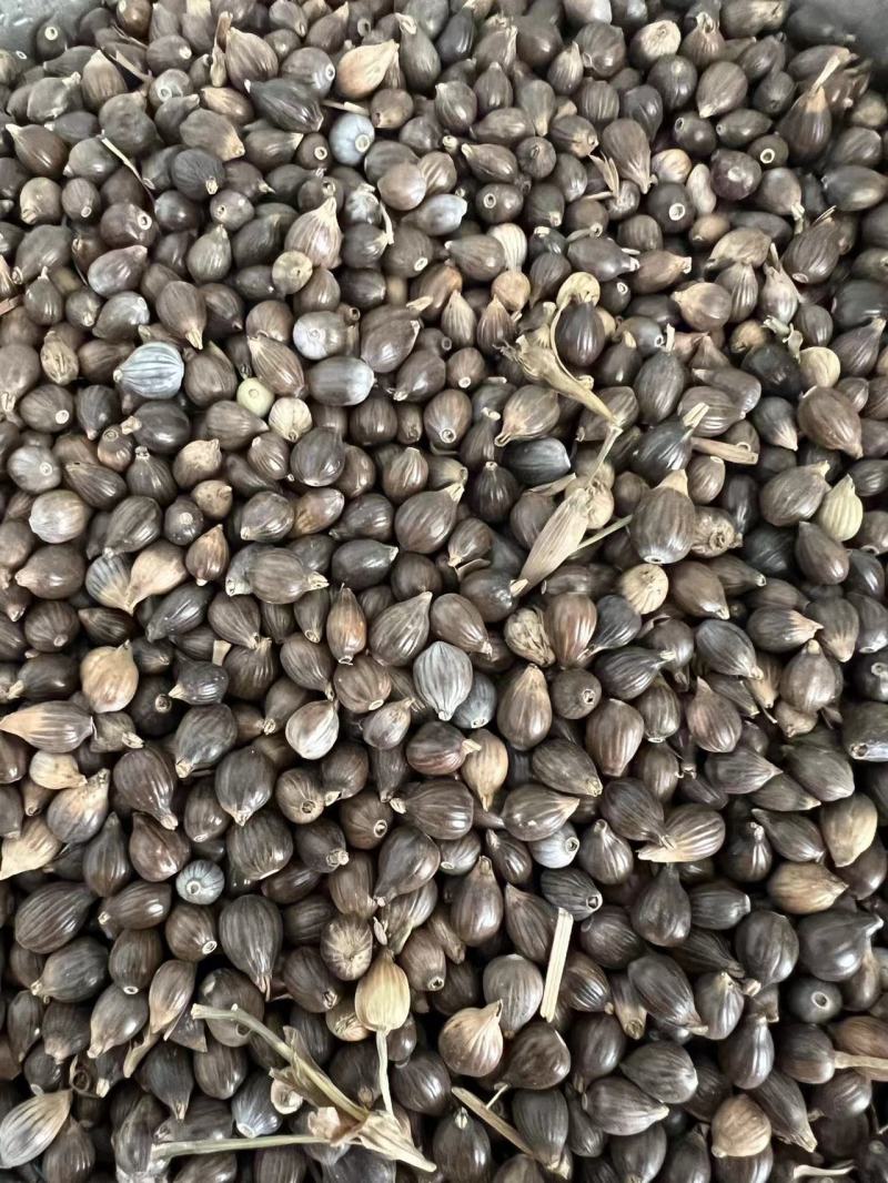 小薏米大薏米红薏米打粉煮粥做食品全国发货