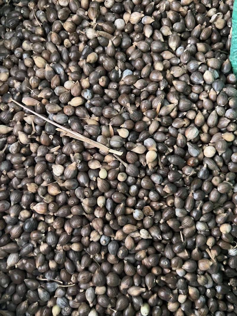小薏米大薏米红薏米打粉煮粥做食品全国发货