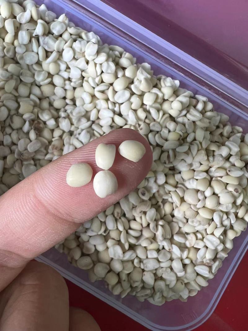 小薏米大薏米红薏米打粉煮粥做食品全国发货