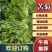 【苦菊】辽宁新民苦菊长期供货对接全国市场电商商超