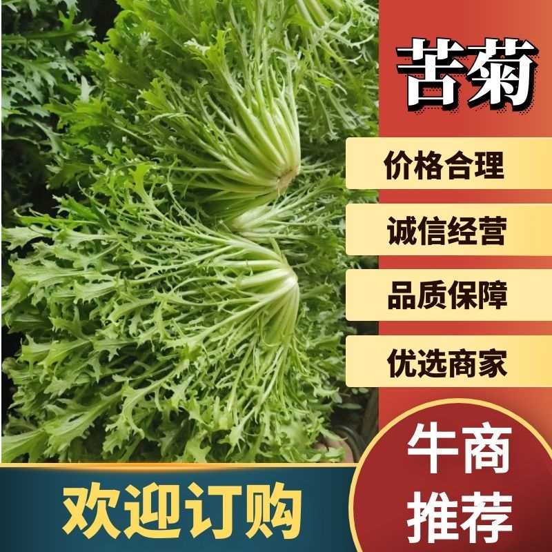 【苦菊】辽宁新民苦菊长期供货对接全国市场电商商超