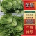 【苦菊】辽宁优质苦菊产地直发新鲜直达对接全国市场