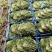 【苦菊】辽宁优质苦菊产地直发新鲜直达对接全国市场