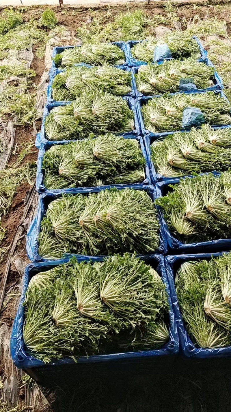 【苦菊】辽宁优质苦菊产地直发新鲜直达对接全国市场
