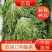 【辽宁苦菊】精品苦菊产地直发常年供应品质保证