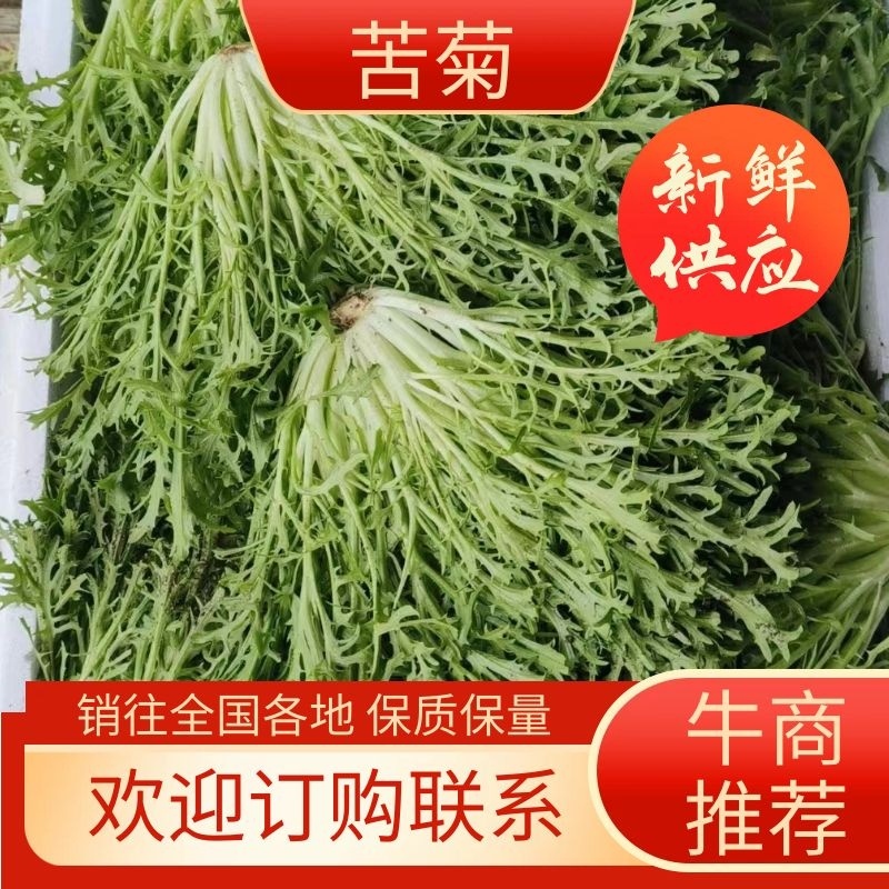 【辽宁苦菊】精品苦菊产地直发常年供应品质保证