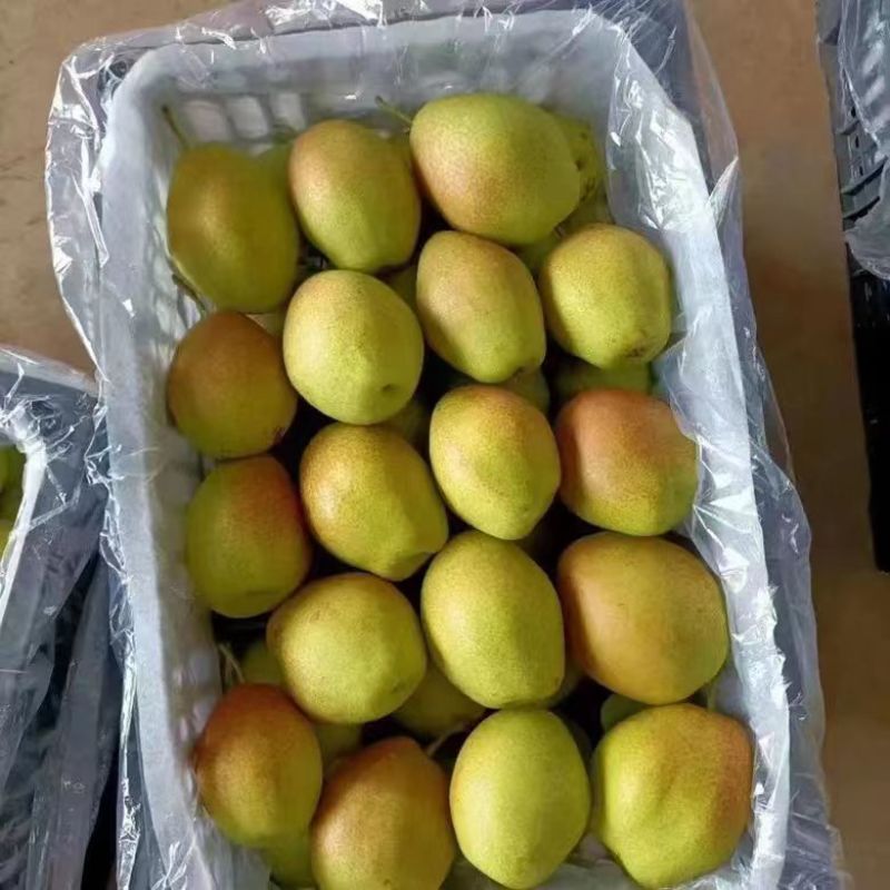 红香酥梨陕西大荔红香酥梨产地直发电商市场加工厂